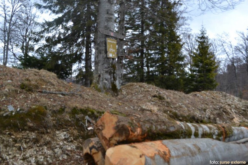 dezastru ecologic