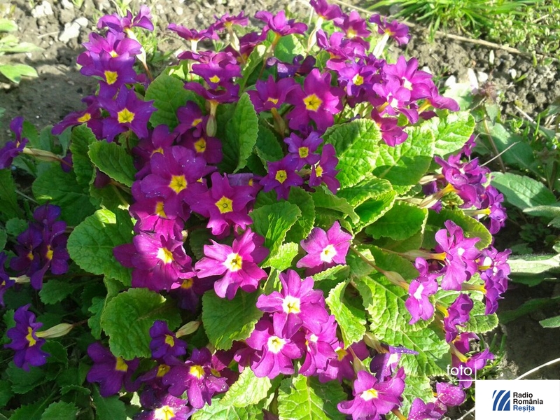 flori