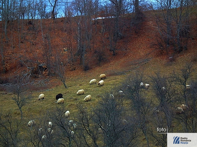 ovine