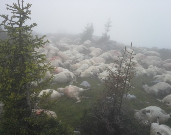 town Preconception purity Turmă de oi atacată de lupi | Radio România Reșița