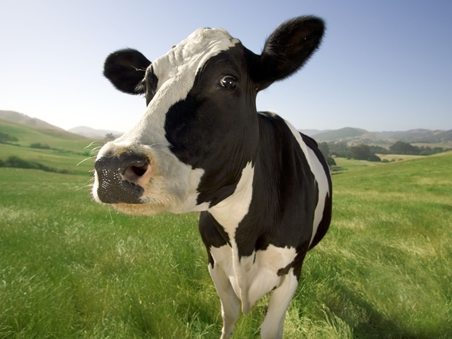 vaca
