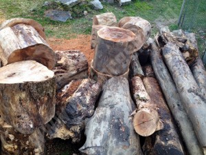 lemne foc (1)