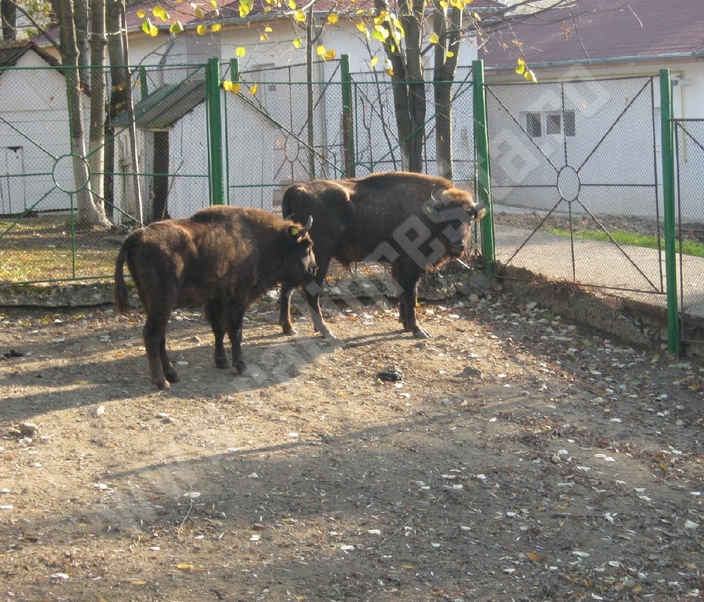 zimbri1