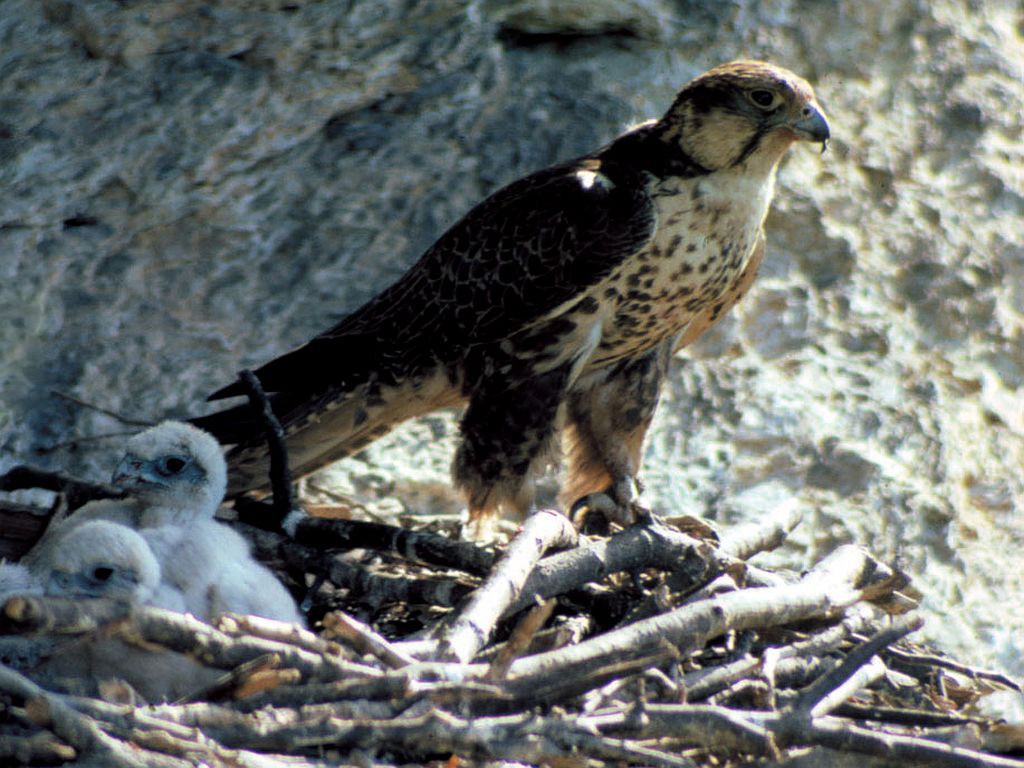 Soimul dunarean (Falco cherrug)