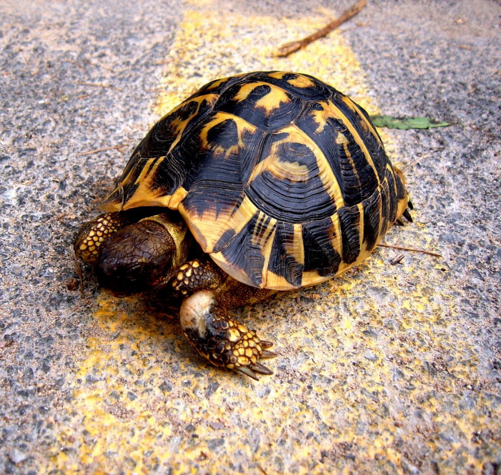 testoasa-testudo-hermanni1
