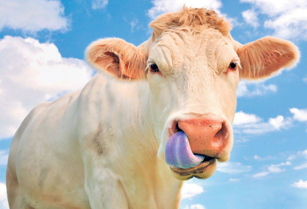 vaca_12_8259cb3e42