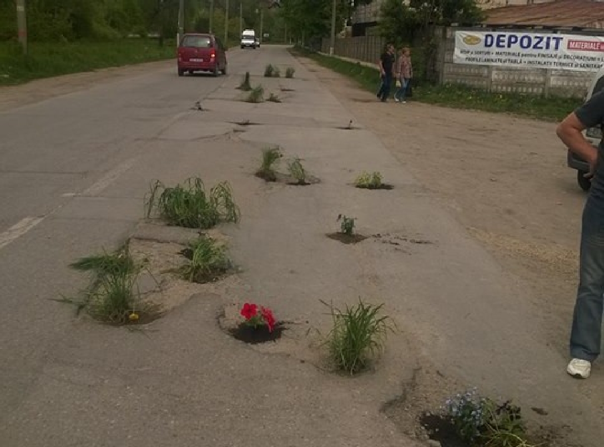 flori in asfalt