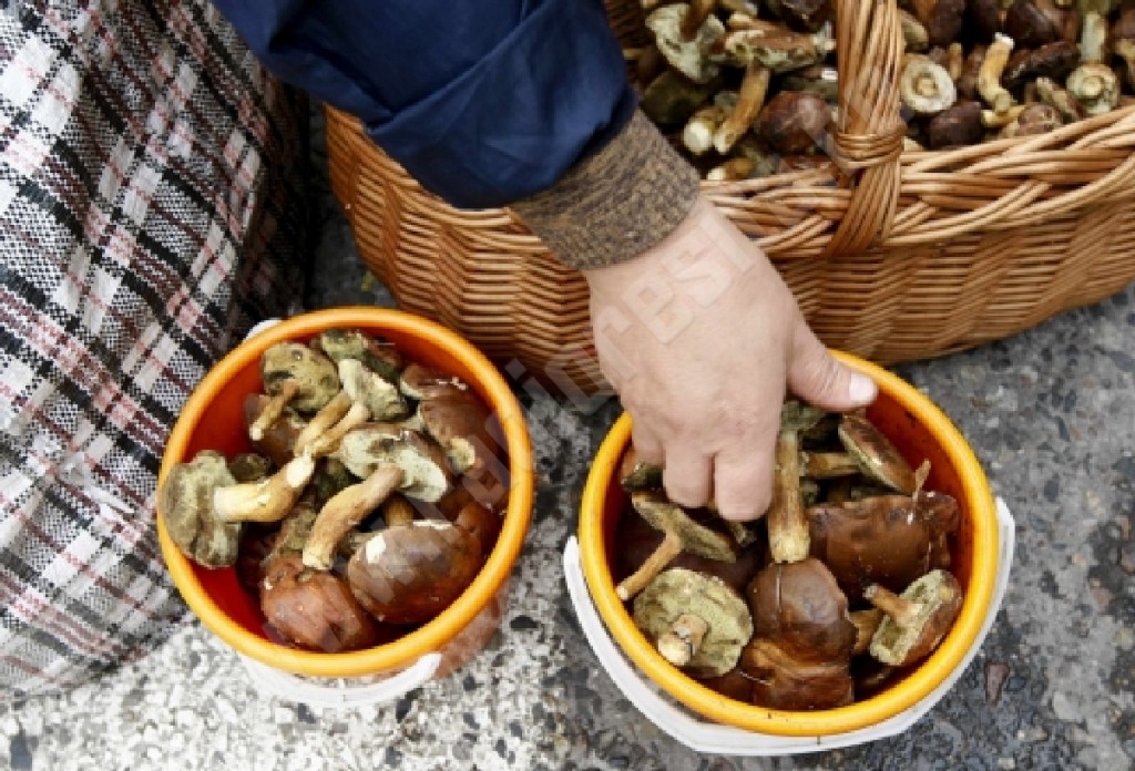 A street vendor displays edible mushrooms called boleti at a market in Warsaw, September 27, 2010. Visitors enjoy the traditional Polish pastime of mushroom picking and this year more young people seem to have joined the hunt, encouraged by a bumper crop following an unusually wet spring and summer. Poland is one of the biggest mushroom exporters worldwide and is estimated to provide some 90 percent of the boleti eaten in Europe. Picture taken September 27. To match Reuters Life! POLAND-MUSHROOMS/ REUTERS/Kacper Pempel (POLAND - Tags: ENVIRONMENT BUSINESS SOCIETY AGRICULTURE)