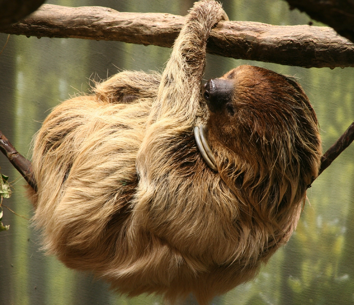 destepti.ro