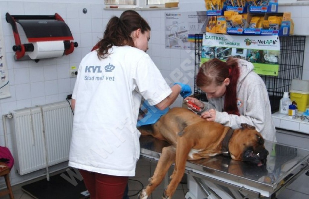 sterilizare
