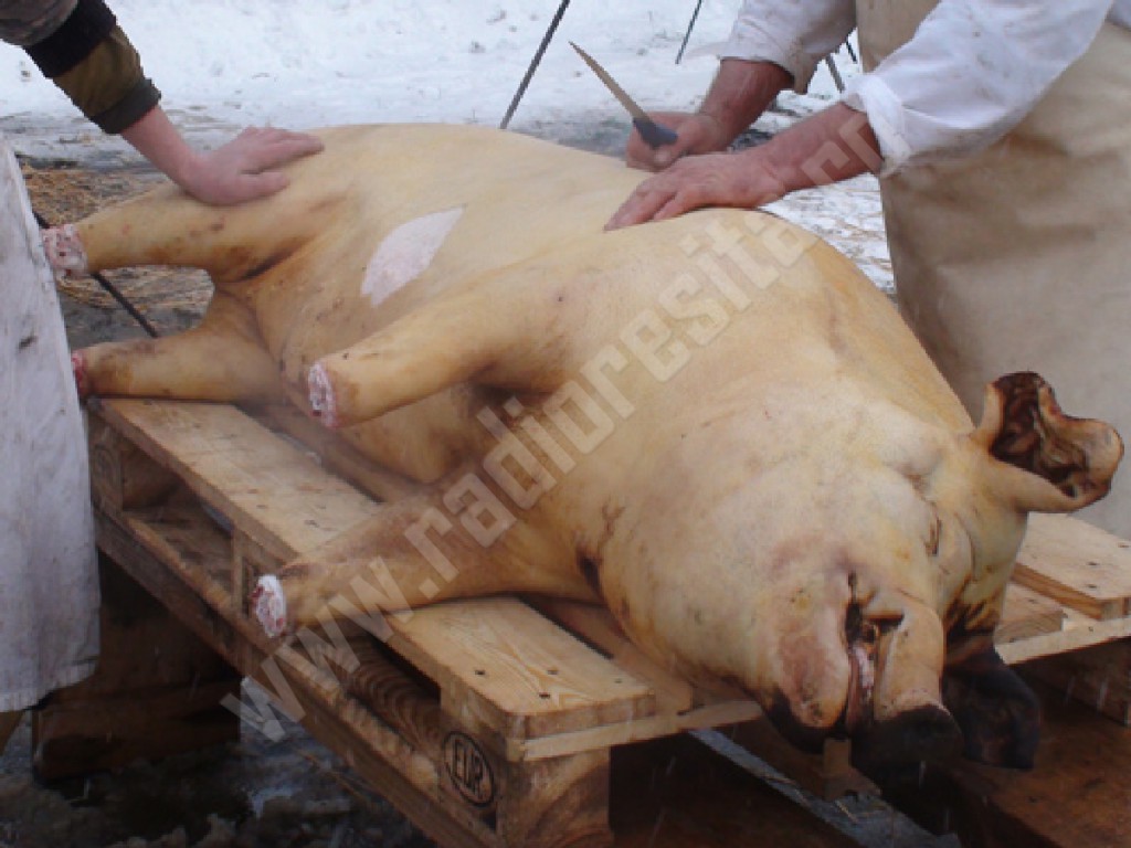 porc