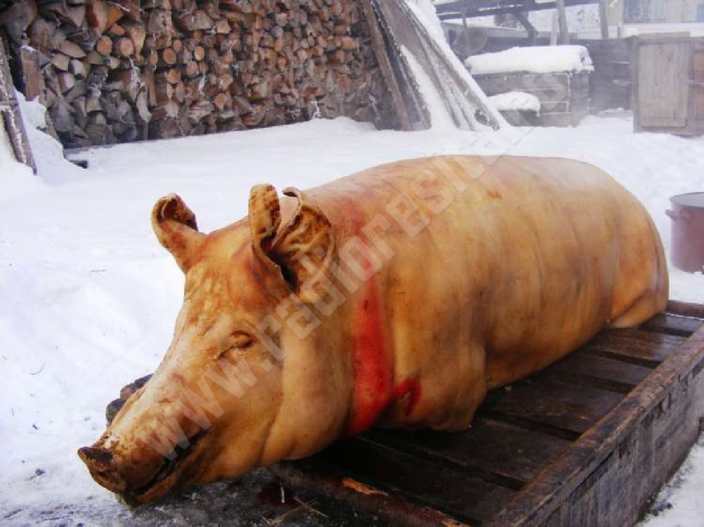 porc