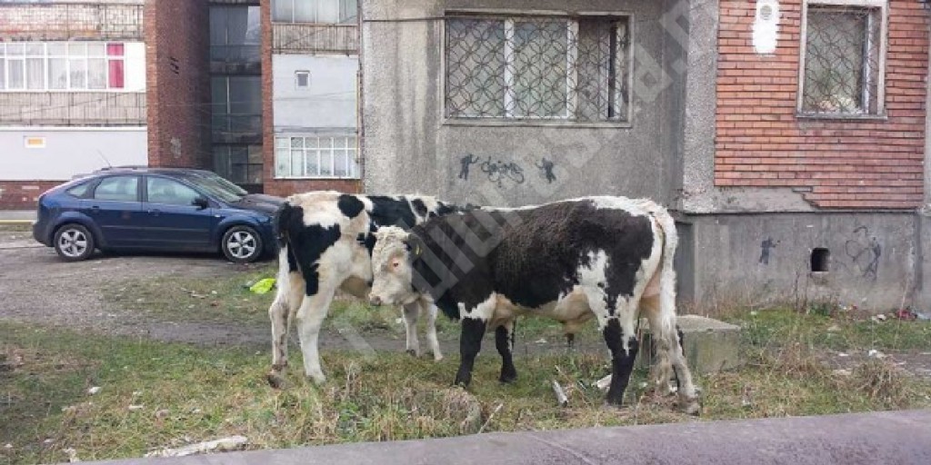 vaci