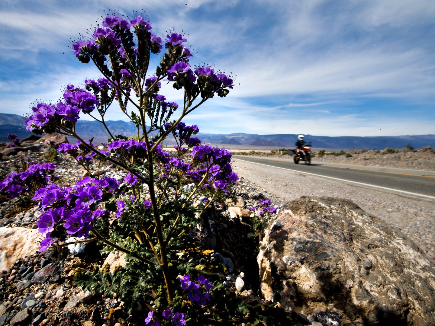 death-valley-super-bloom-02-cr-getty