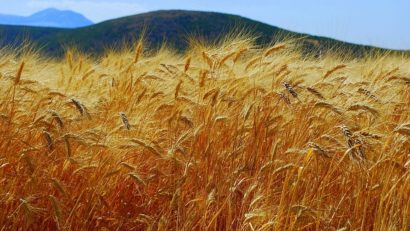 Producţie mai bună de grâu, în judeţul Caraş-Severin