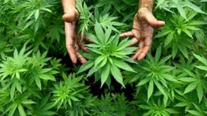 Plantaţie de cannabis descoperită de poliţişti