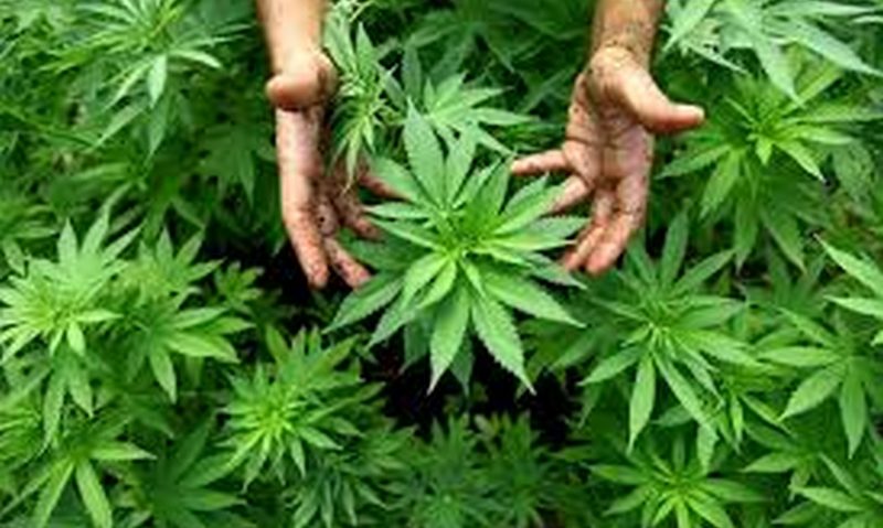 Plantaţie de cannabis descoperită de poliţişti