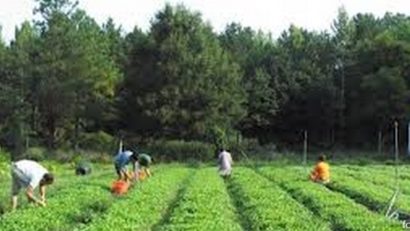 Fonduri pentru agricultura ecologică