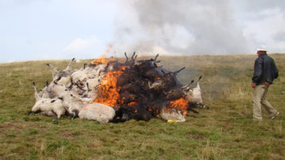 [AUDIO] Intemperiile din ultimile zile fac pagube însemnate crescătorilor de animale. Peste 200 de oi au fost omorâte de fulger