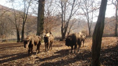 Zimbrii europeni în galop spre Banat