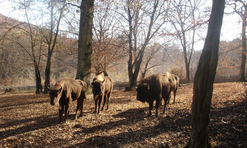 [AUDIO] După sute de ani, zimbrii se întorc la Armeniş