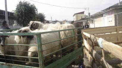 Singurul târg de animale din Caraş-Severin închis până la noi ordine