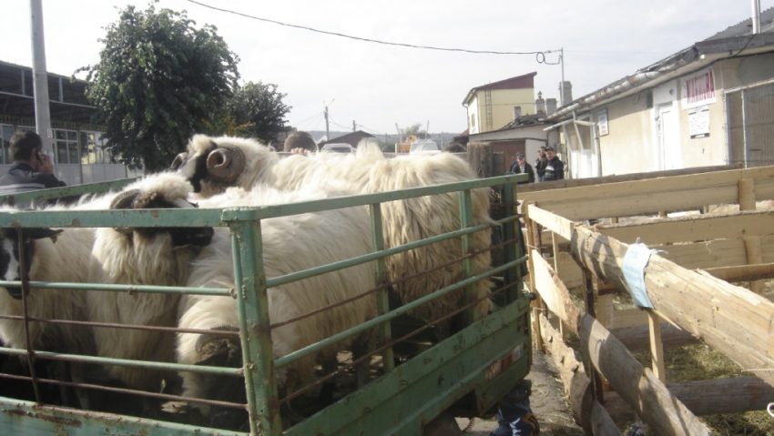 În Arad și Mehedinți se închid târgurile de animale