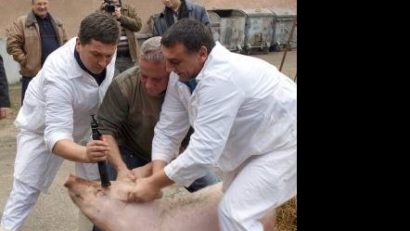 Veterinarii cărăşeni pregătiţi pentru sezonul sacrificării porcinelor