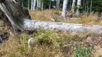 Cetatea Sarmizegetusa Regia pusă în pericol de copaci