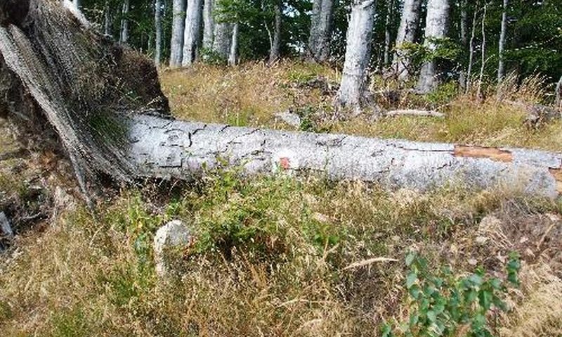 Cetatea Sarmizegetusa Regia pusă în pericol de copaci