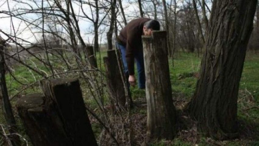 [AUDIO] Tot mai multe furturi din pădurile cărăşene