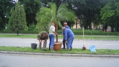 Operaţiunea „Palmierul”