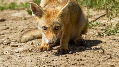 La Lugoj se iau măsuri de siguranţă a animalelor