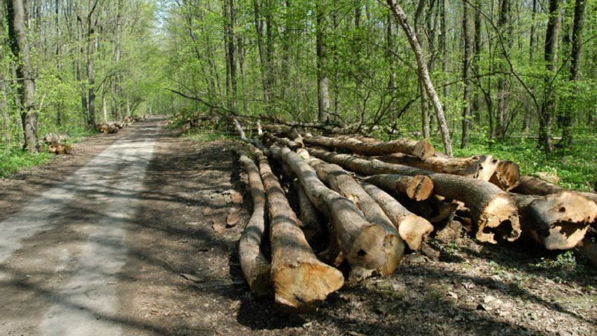 [AUDIO] Atentat la fondul forestier