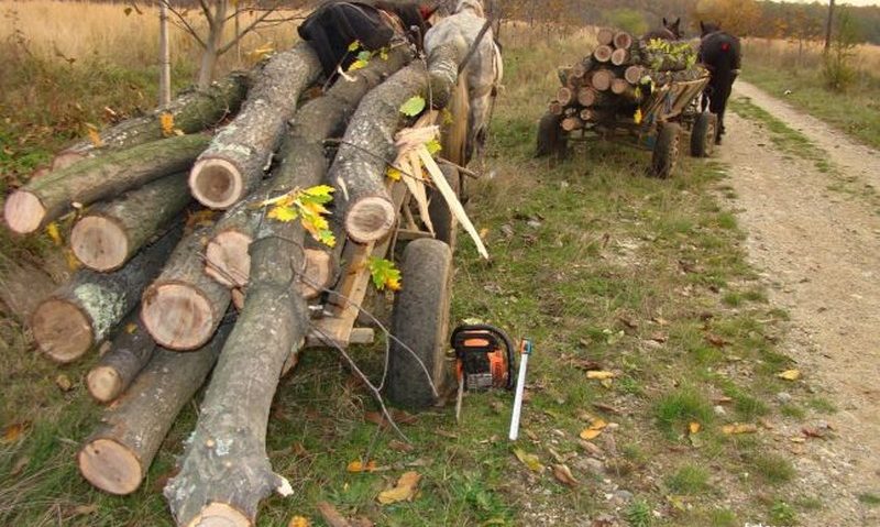 Pe raza ocoalelor silvice din zona Lugoj, se fură ca în codru