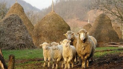 [AUDIO] Crescătorii de ovine din zonele defavorizate mai pot depune cererile de plată pentru 2013