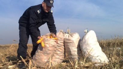 Prinşi de poliţişti în timp ce furau porumb