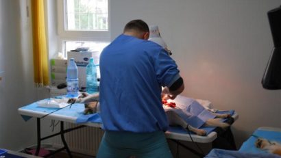 Sterilizare gratuită a animalelor de companie la Oraviţa