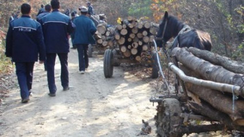 Delicte silvice sancţionate de poliţiştii cărăşeni