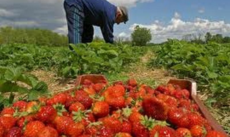 Locuri de muncă în Spania, la căpşuni