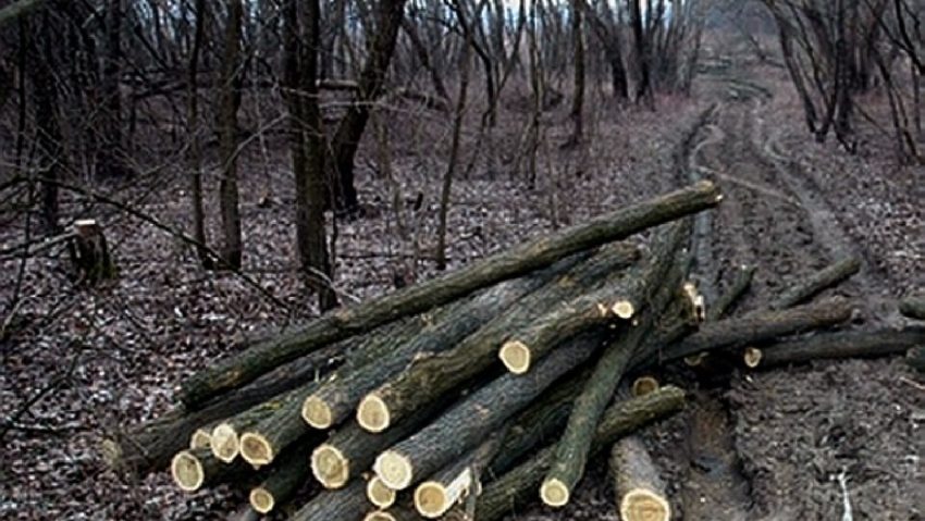 A tăiat o pădure de salcâmi