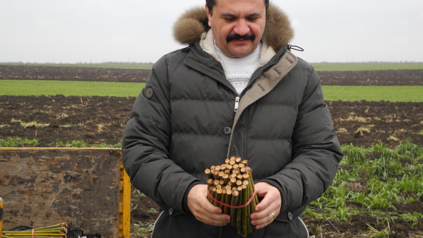 Continuă plantarea sălciilor energetice în judeţul Arad