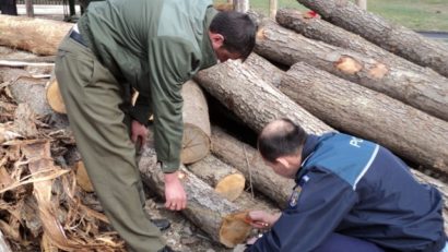 [AUDIO] Sute de acţiuni de combatere a infracţionalităţii silvice în CS