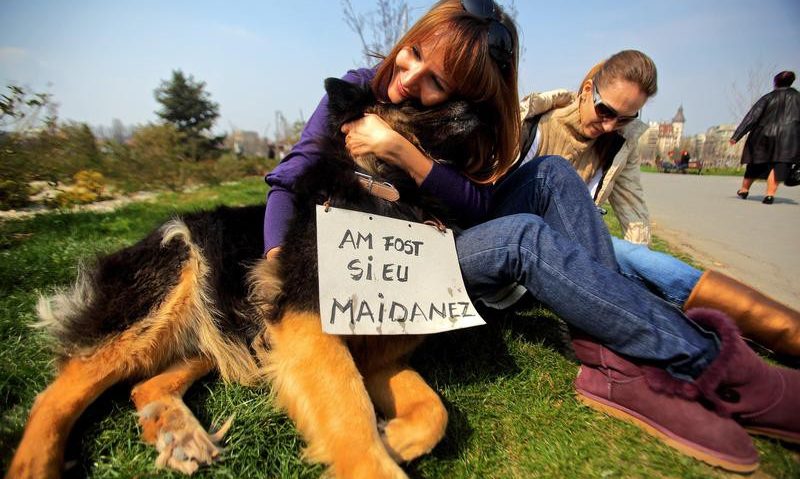 Maidanezii hunedoreni „latră” în Uniunea Europeană