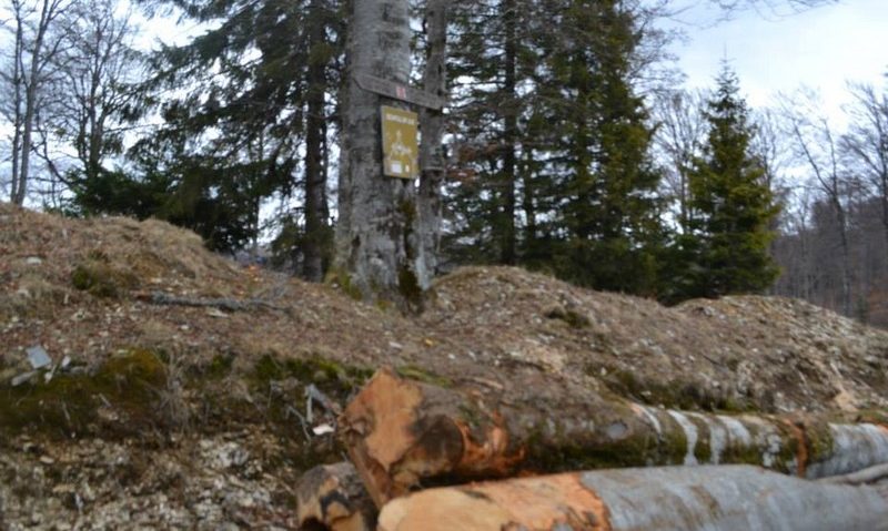 Dezastru ecologic în zona Muntele Mic