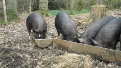 Programul de sprijin pentru crescătorii de porci din rasele Bazna și Mangalița, aprobat de Guvern