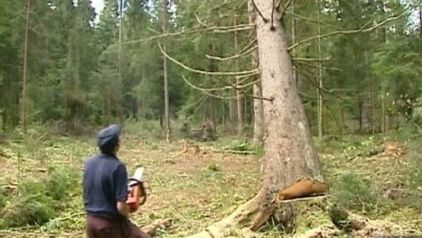 Tăieri ilegale de arbori descoperite de poliţişti