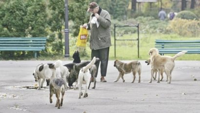 Câinii fără stăpân, din alte localități, se înmulţesc în Reşiţa