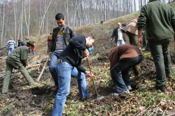 Zeci de tei şi sute de arbori ornamentali plantaţi la Deva