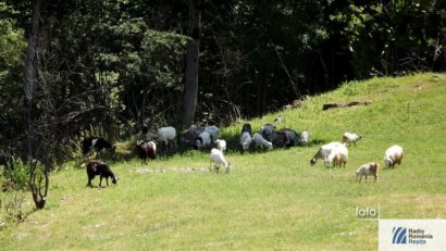 Animalele nesupraveghetate o tentaţie pentru hoţi